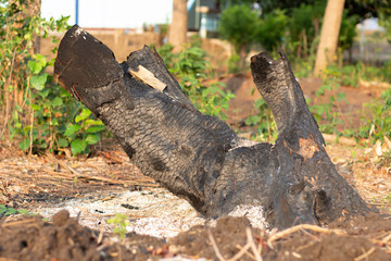 The stump of the tree that burned to black
