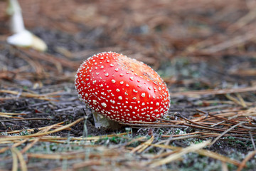 mushrooms in a pine forest