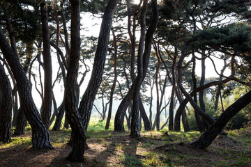 Gomanaru is a pine forest in Gongju-si, Korea.