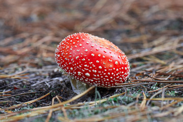 mushrooms in a pine forest
