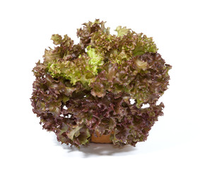 red coral lettuce with pot on white background