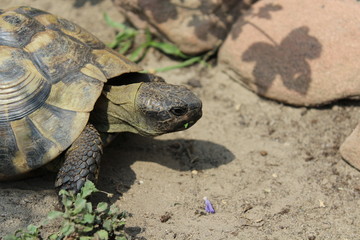 Griechische Landschildkröte