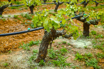 Old trunks and young green shoots of wine grape plants in rows in vineyard in spring
