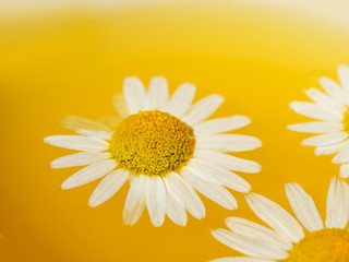 Naklejka premium Herbal tea with fresh chamomile flowers in a cup