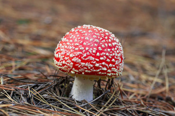 mushrooms in a pine forest