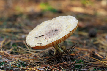 mushrooms in a pine forest