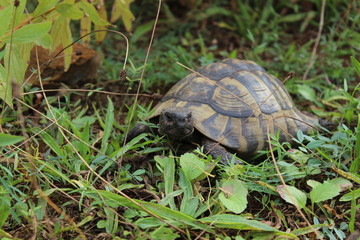 Griechische Landschildkröte