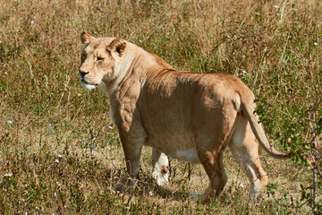 Big lioness walking in the savannah. Wild animal in the natural habitat.