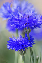 blaue Kornblume