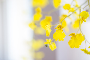 abstract floral background with yellow leaves