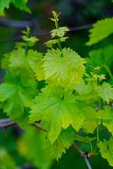 Young shoots of wine grape plants in vineyard in spring