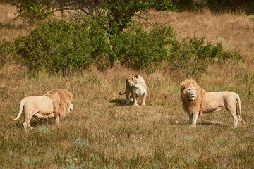 Obraz na płótnie Canvas Three adult lions in the savannah. Wild animals in a natural habitat.