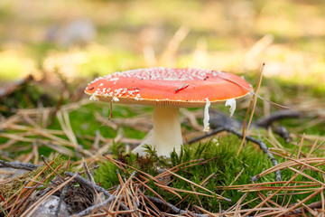 mushrooms in a pine forest