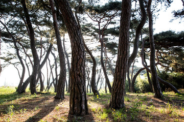 Gomanaru is a pine forest in Gongju-si, Korea.