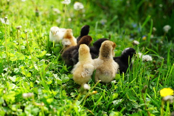 chickens on the lawn, thoroughbred chickens, ornithologist, chicken farm,  chickens on hands,  zootechnician
