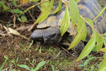 Griechische Landschildkröte