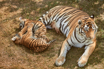 Mom tigress with two babies. Two little playing tiger cubs. Tiger family. Wild animals in nature