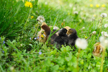 chickens on the lawn, thoroughbred chickens, ornithologist, chicken farm,  chickens on hands,  zootechnician