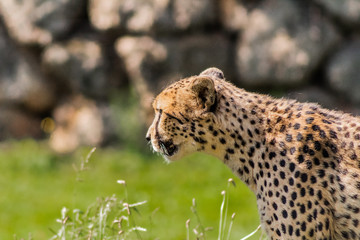a cheetah walking through a green meadow