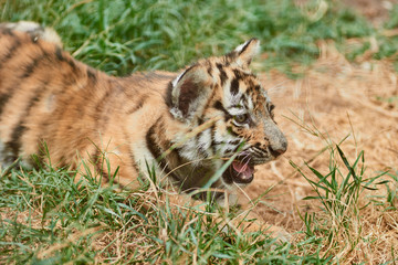 Little tiger cub on the grass. Little predator. Wild animal in nature
