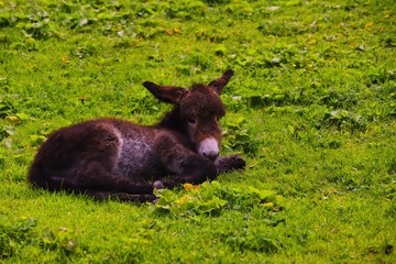junger esel auf der grünen wiese