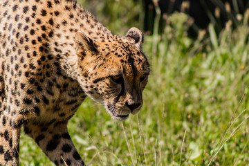 a cheetah walking through a green meadow