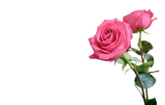Beautiful pink roses flowers on long stems  isolated on white background at right and free space for text at left on photography