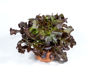 red oak leaf lettuce with pot on white background