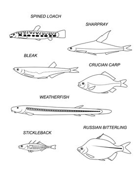 Freshwater fish. Vector drawing silhouettes set.