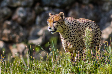 a cheetah walking through a green meadow