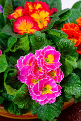 Garden works in spring, colorful primula flowers close up