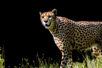 a cheetah walking through a green meadow