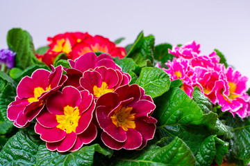 Garden works in spring, colorful primula flowers close up