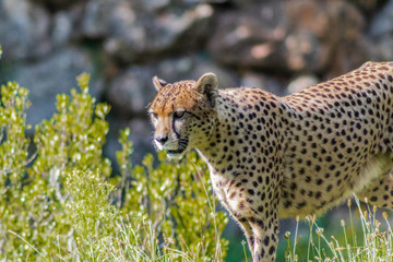 a cheetah walking through a green meadow