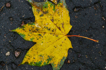 Maple yellow leaf on the pavement after rain.