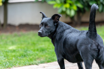 A little black dog outdoors in green grass. The dog is a mixed of a Labrador retriever.