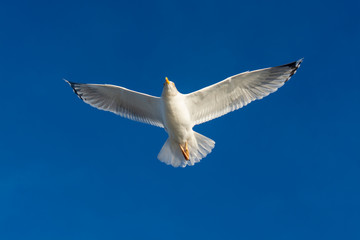 Seagull sea bird flying in blue sky close up