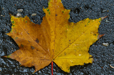 Maple yellow leaf on the pavement after rain.