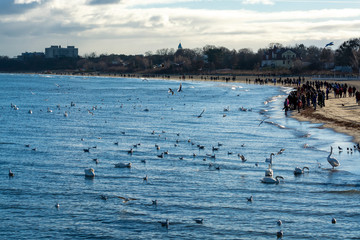 Fototapeta na wymiar Dark winter days in Sopot, white swans swimming in cold Baltic sea near old pier of Sopot, Poland