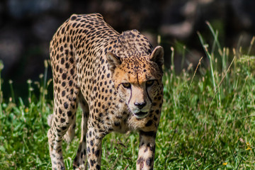 a cheetah walking through a green meadow