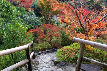 Japan autumn foliage