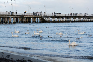 Dark winter days in Sopot, white swans swimming in cold Baltic sea near old pier of Sopot, Poland