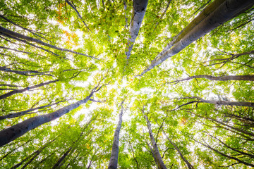 Die Sonne scheint in den Buchenwald im Herbst