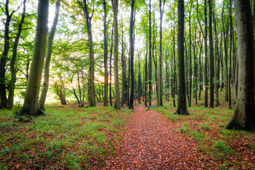 Die Sonne scheint in den Wald im Herbst - Weg im Buchenwald