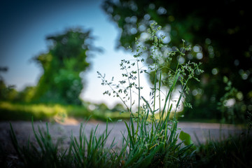 Flower at the roadside