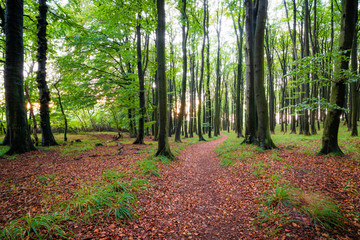 Die Sonne scheint in den Wald im Herbst - Weg im Buchenwald