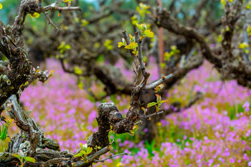 Old trunks and young green shoots of wine grape plants in rows in vineyard and spring wild flowers