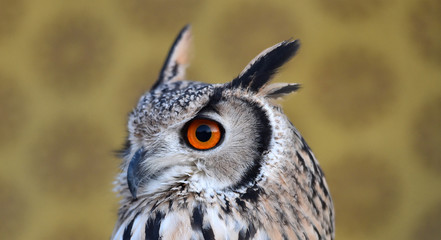 ojos de buho