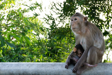 Cute monkey. Monkey mother with baby love sitting on steel