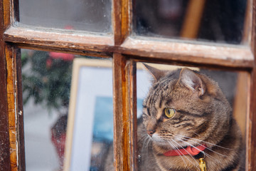 un joli chat avec un collier regarde par la fenêtre en bois